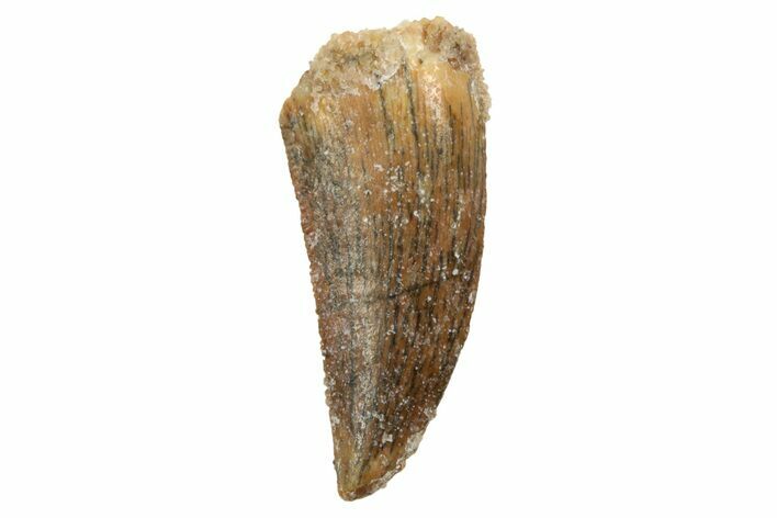 Serrated, Raptor Tooth - Real Dinosaur Tooth #208320